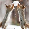 Funny Squirrels Playing with Camera, Snow & Nuts