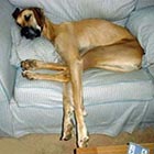 Funny Photos of Tired Animals
