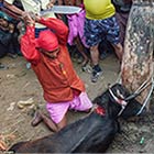 Gadhimai Festival Nepal