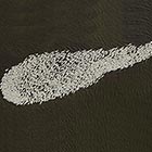 Flock of Geese Forming A Giant Sperm Shape