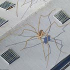 Giant 3D Spiders Painted on Buildings