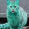 Stray Cat Accidentally Turned Itself Green