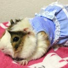 The Latest Fashions For Glamorous Guinea Pigs