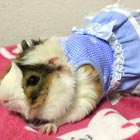 Glamorous Guinea Pigs