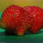 Guinea Pig Shaped Strawberry