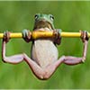 Tree Frog Enjoying a Gymnastic Work Out