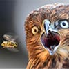 Hawk's Hilarious Reaction When He Gets Photobombed by Wasp