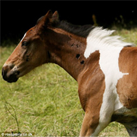 Horse Born With Marking That Looks Like ANOTHER Horse