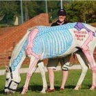 Horses Inside Out : Horse Anatomy Painted on Live Animals