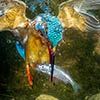 Kingfisher Catching A Fish Underwater