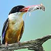 Kingfisher Caught Mouse To Feed Its Newly Hatched Chicks