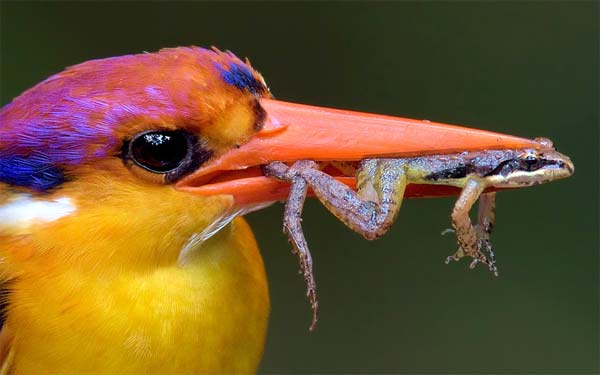 Kingfisher Caught Frog In Peak