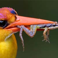 Kingfisher Caught Frog