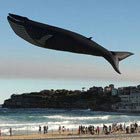 Festival of The Winds: Amazing Kites at the Bondi Beach