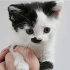 Meet The Cat That Looks Like Hitler