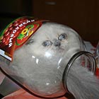 A Mischievous Kitten Who Likes Hiding In Empty Jars