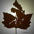 Intricate Leaf Cutting Art By Omid Asadi