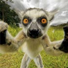 Limelight-Loving Lemur