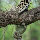 Vervet Monkey Giving Leopard Run Around in Woods