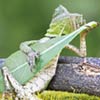 Dragon Lizard Caught Playing Leaf Guitar