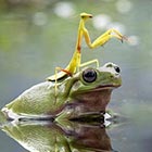 Praying Mantis Riding Frog To Cross The Pond