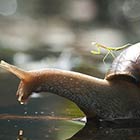 Praying Mantis Riding a Snail