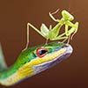 Praying Mantis Waving From Mamba's Head