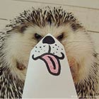 Marutaro The Cute Hedgehog Becomes Latest Internet Sensation