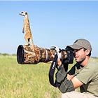 Photographer Became A Handy Lookout Post For Clever Meerkats