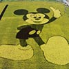 Mickey Mouse Shape Made of Rice Plants in China