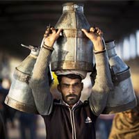 Indian milkman carries milk canisters