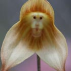 Monkey Orchids: Beautiful Flowers with Monkey Face