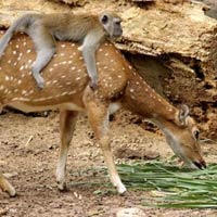 Mischievous Monkey Rides On A Friendly Deer