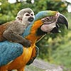 Lazy Monkey Riding A Macaw