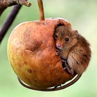 Genius Harvest Mouse Takes Daytime Nap Into Hanging Apple