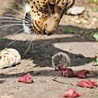 Mouse Stealing Leopard’s Food
