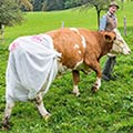 Nappy-Wearing Cows