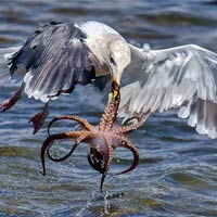 Hungry Gull Taking Challenge of Catching & Killing Octopus