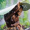 Orangutan Using Banana Leaf To Protect From The Rain