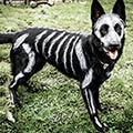 White Bones Painted on Black German Shepherd Dog