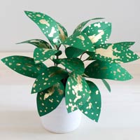 Paper Plants by Corrie Beth