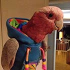 A Parrot Wearing Hoodie