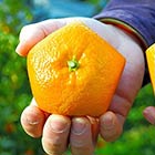 Farmers in Japan Grow Pentagon Shaped Oranges