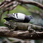 Pigeon Rests On Wild Iguana