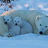 Cute Polar Bear Cubs With Mother