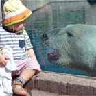 Polar Bear Encounter