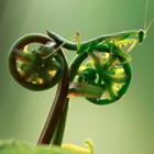 Praying Mantis Riding a Bike