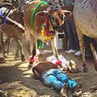 Bizarre Indian Govardhan Puja Festival