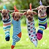 Tiny Puppies Hanging In Socks