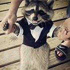 Raccoon in a Suit